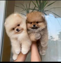 Pomeranian puppies available in good health condition for new homes