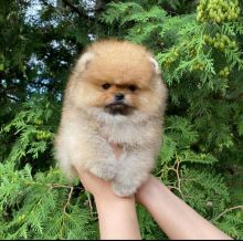 Pomeranian puppies available in good health condition for new homes