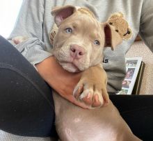 red nose pitbull puppy for rehoming