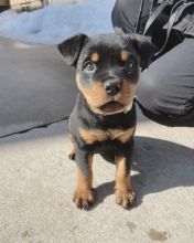 Rottweiler puppies, male and female for adoption