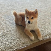 Shiba inu puppies available in good health condition for new homes EMAIL: ricecarrut@gmail.com
