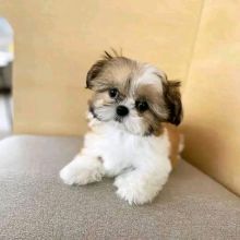 shih tzu puppy for rehoming