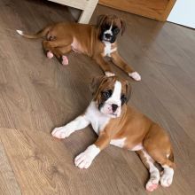 Stunning Kc Registered Boxer Puppies