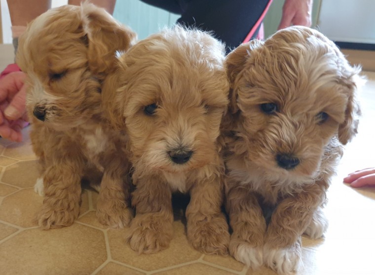 ADORABLE TEDDYBEAR MALTIPOO PUPPIES [belgil883@gmail.com] Image eClassifieds4u