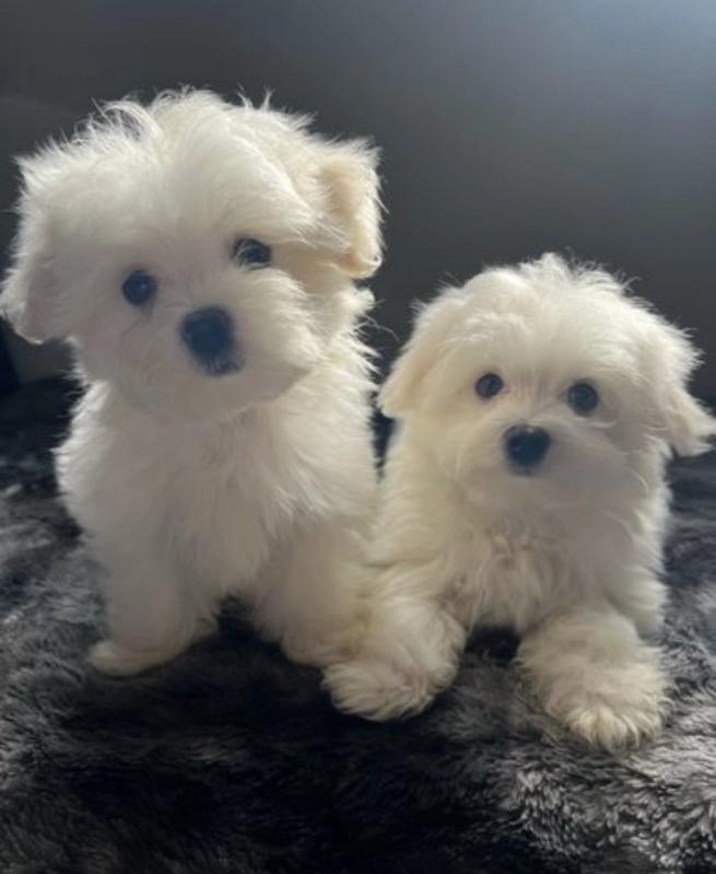 AWESOME PERSONALITY MALTESE PUPPIES Image eClassifieds4u