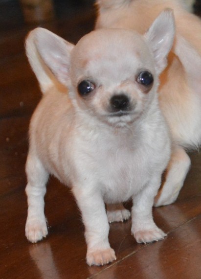Beautiful Chihuahua Girl and Boy Adoption Image eClassifieds4u
