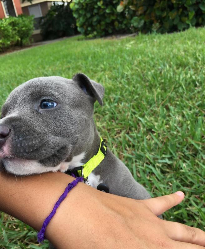 blue nose pitbull puppy for adoption Image eClassifieds4u