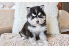 Pomsky Puppies for adoption🔥🔥🐶🐶 Image eClassifieds4u 2