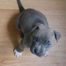 blue nose pitbull puppy for adoption Image eClassifieds4u 2