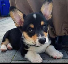 Corgi puppies available in good health condition for new homes Image eClassifieds4U
