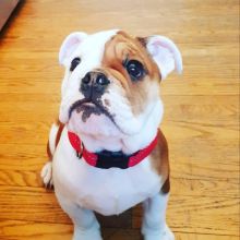 English bulldog puppies for re homing to interested homes. EMAIL: ricecarrut@gmail.com Image eClassifieds4u 1