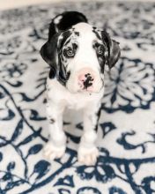 great dane puppies for adoption Image eClassifieds4U