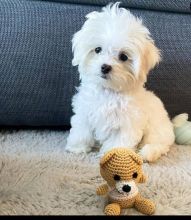 Maltese puppies available in good health condition for new homes Image eClassifieds4U