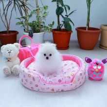 pomeranian puppy Image eClassifieds4u 1