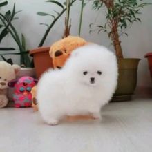 pomeranian puppy Image eClassifieds4u 2