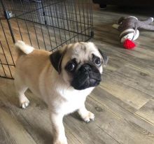 Pug puppies available in good health condition for new homes EMAIL: ricecarrut@gmail.com Image eClassifieds4U