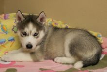 Siberian Husky puppies for adoption Image eClassifieds4u 2