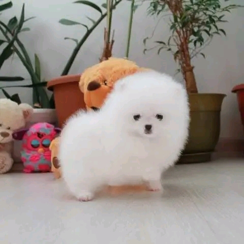 pomeranian puppy Image eClassifieds4u