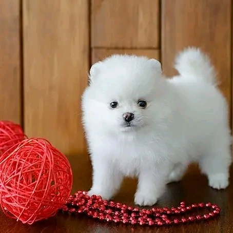 pomeranian puppy Image eClassifieds4u