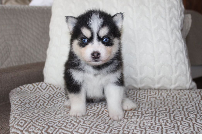 Pomsky Puppies for adoption🔥🔥🐶🐶 Image eClassifieds4u