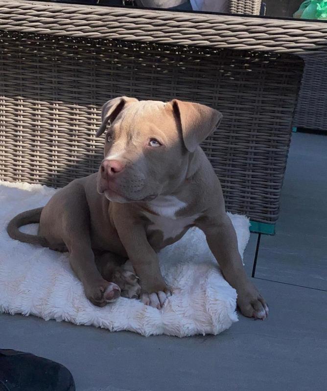 red nose pitbull puppy for rehoming Image eClassifieds4u