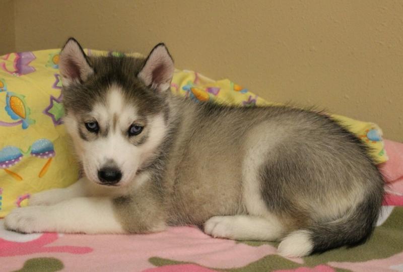 Siberian Husky puppies for adoption Image eClassifieds4u