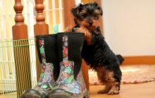 Adorable Yorkshire puppies for sale!!Email petsfarm21@gmail.com