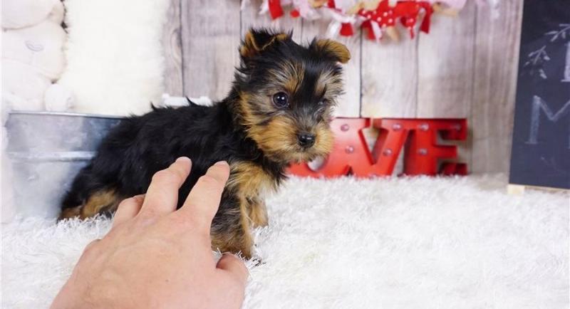 Adorable Yorkshire puppies for sale!!Email petsfarm21@gmail.com Image eClassifieds4u