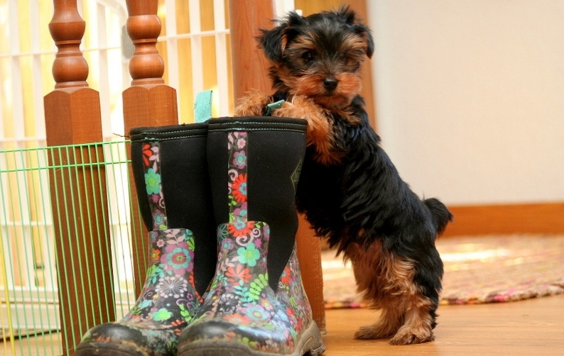 Adorable Yorkshire puppies for sale!!Email petsfarm21@gmail.com Image eClassifieds4u