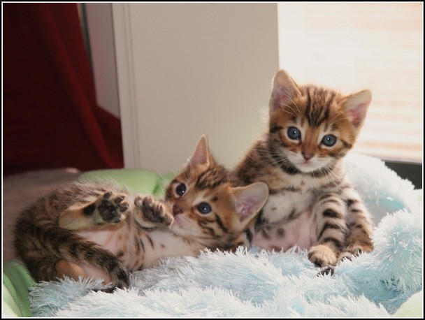 🟥🍁🟥 AFFECTIONATE 😻 BENGAL KITTENS FOR SALE 650$🟥🍁🟥 Image eClassifieds4u