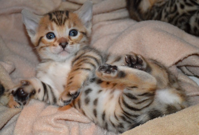 🟥🍁🟥 AFFECTIONATE 😻 BENGAL KITTENS FOR SALE 650$🟥🍁🟥 Image eClassifieds4u