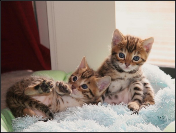 🟥🍁🟥 AFFECTIONATE 😻 BENGAL KITTENS FOR SALE 650$🟥🍁🟥 Image eClassifieds4u