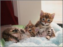 🟥🍁🟥 AFFECTIONATE 😻 BENGAL KITTENS FOR SALE 650$🟥🍁🟥