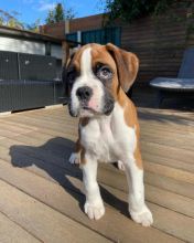 Boxer puppies for good re homing to interested homes. EMAIL: ricecarrut@gmail.com