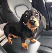 Dachshund puppies available in good health condition for new homes EMAIL: ricecarrut@gmail.com