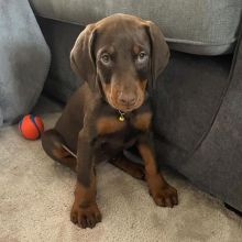 Doberman Pinscher Puppies Available For Good Homes (fordellis2@gmail.com)