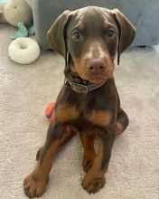 Doberman Pinscher Puppies Available For Good Homes