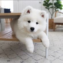 Samoyed puppies, male and female for adoption