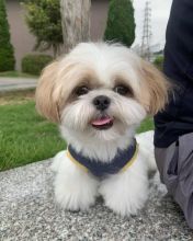 Shih Tzu puppies available in good health condition for new homes (fordellis2@gmail.com)