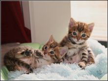 🟥🍁🟥 AFFECTIONATE 😻 BENGAL KITTENS FOR SALE 650$🟥🍁🟥 Image eClassifieds4u 2
