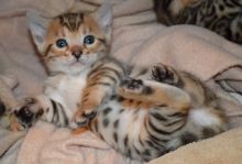 🟥🍁🟥 AFFECTIONATE 😻 BENGAL KITTENS FOR SALE 650$🟥🍁🟥 Image eClassifieds4u 3