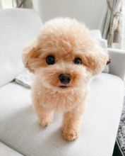 Toy poodle puppies available in good health condition for new homes Image eClassifieds4U