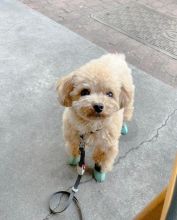 Toy poodle puppies available in good health condition for new homes Image eClassifieds4U