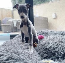 Best Quality male and female Italian Greyhound puppies for adoption...