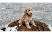 MALE AND FEMALE POODLE AVAILABLE FOR ADOPTION