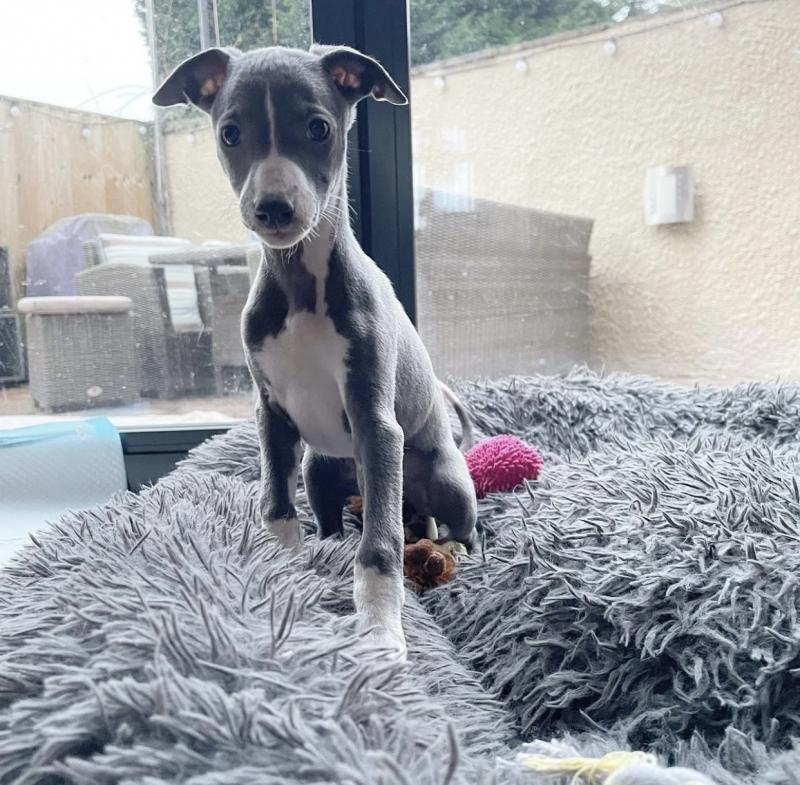 Best Quality male and female Italian Greyhound puppies for adoption... Image eClassifieds4u