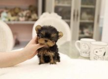 Enchanting Ckc Yorkie Puppies Available (kebilafoyabo@gmail.com) Image eClassifieds4u 1