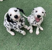 Excellence lovely Male and Female Dalmatian Puppies for adoption..[ masonthomas967@gmail.com ] Image eClassifieds4u 2