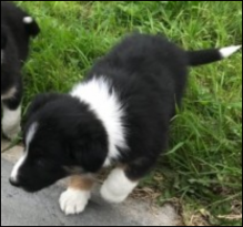 Border Collie Puppies for adoption