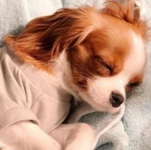 Cavalier king Charles Spaniel Puppies Available